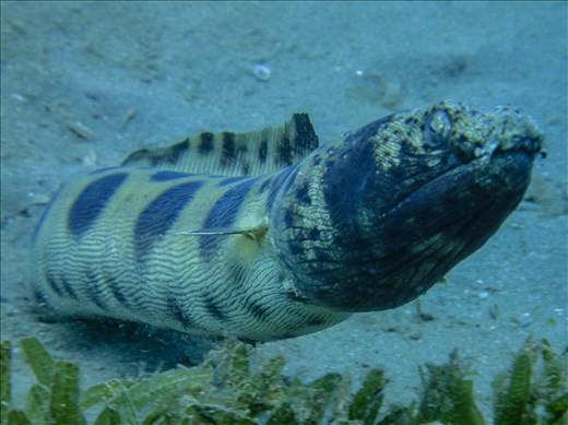 Spotted snake eel