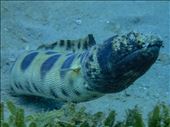 Spotted snake eel: by dannygoesdiving, Views[384]