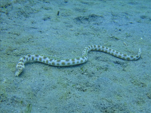 Gold spotted eel