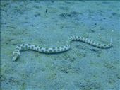 Gold spotted eel: by dannygoesdiving, Views[398]