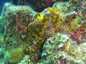 Frogfish: by dannygoesdiving, Views[343]