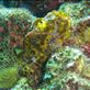 Frogfish Views[253]