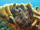 Frogfish: by dannygoesdiving, Views[410]