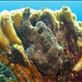 Frogfish Views[306]