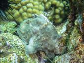 Frogfish: by dannygoesdiving, Views[366]