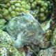 Frogfish Views[265]