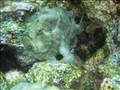 Frogfish: by dannygoesdiving, Views[331]
