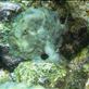 Frogfish Views[291]