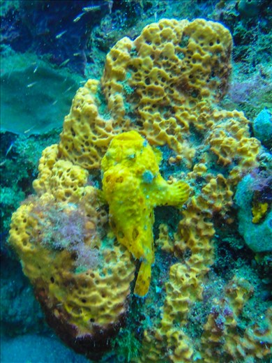 Frogfish