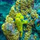 Frogfish Views[268]