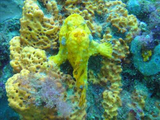 Frogfish