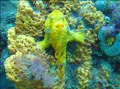 Frogfish: by dannygoesdiving, Views[354]