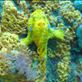 Frogfish Views[272]