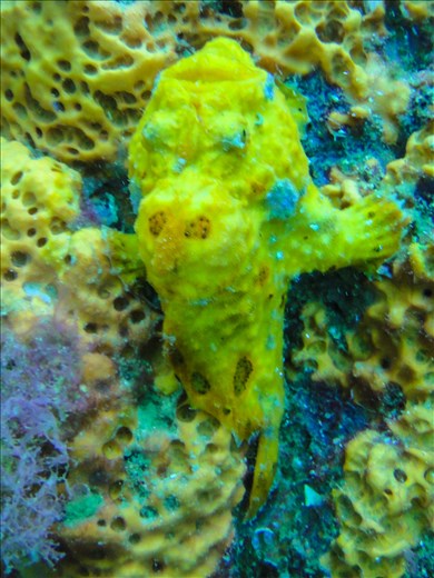 Frogfish