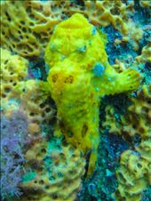 Frogfish: by dannygoesdiving, Views[347]