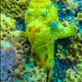 Frogfish Views[227]