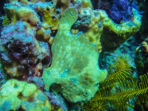 Frogfish