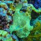 Frogfish Views[271]