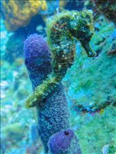 Seahorse: by dannygoesdiving, Views[1884]