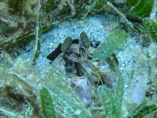 Mantis Shrimp