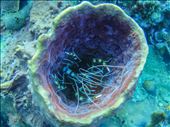 Banded Coral Shrimp in a. Barrel sponge: by dannygoesdiving, Views[383]