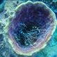 Banded Coral Shrimp in a. Barrel sponge Views[290]