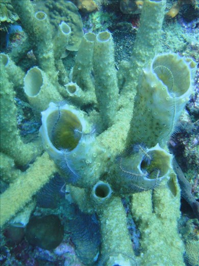 Sponges