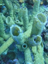 Sponges: by dannygoesdiving, Views[456]