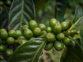 Coffee Tour: by dannygoesdiving, Views[372]