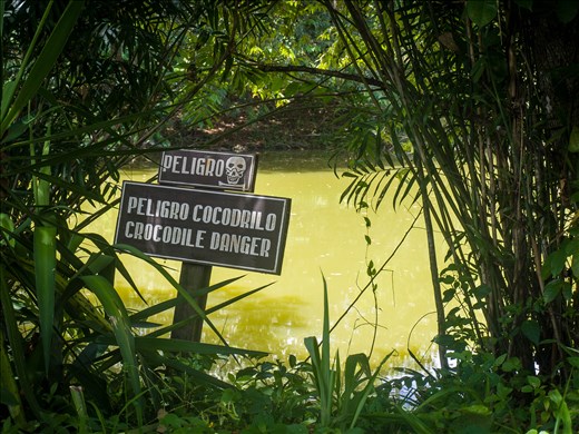 Tikal - Fresh water crocodile