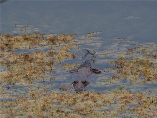 Tikal - Fresh water crocodile