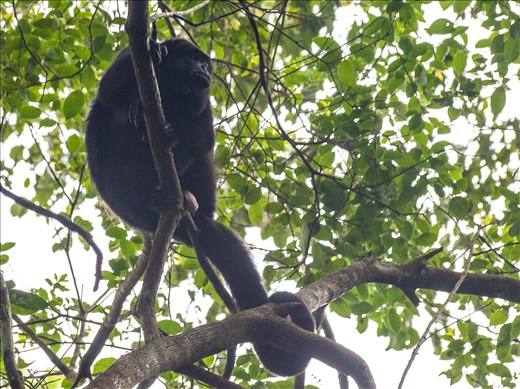Tikal - Howler Monkey
