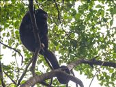 Tikal - Howler Monkey: by dannygoesdiving, Views[423]