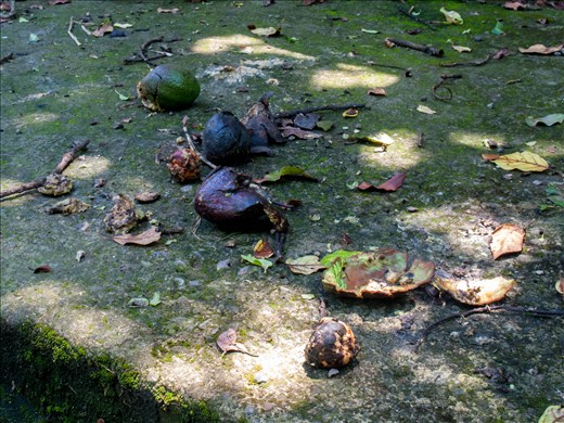 Lake Atilan - Avacardo's 