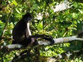 Tikal - Spider Monkey: by dannygoesdiving, Views[351]