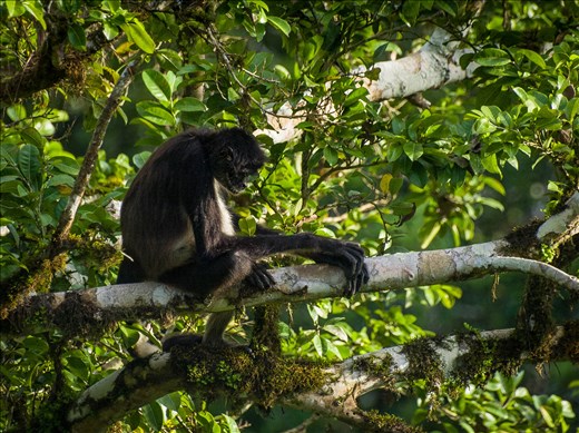 Tikal - Spider Monkey