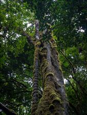 Monte Verde: by dannygoesdiving, Views[382]