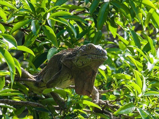 Cano Negro Wildlife Refuge