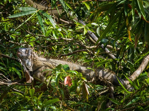 Cano Negro Wildlife Refuge