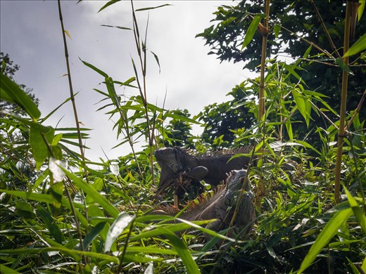 Cano Negro Wildlife Refuge