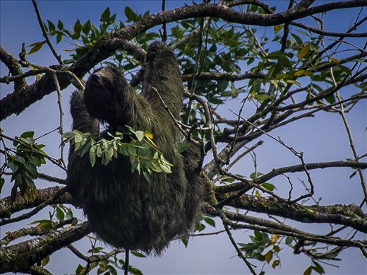 Cano Negro Wildlife Refuge