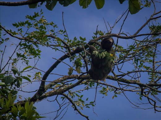 Cano Negro Wildlife Refuge