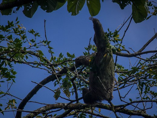 Cano Negro Wildlife Refuge