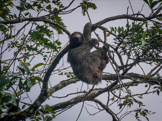 Cano Negro Wildlife Refuge