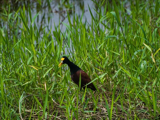 Cano Negro Wildlife Refuge