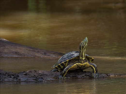 Cano Negro Wildlife Refuge