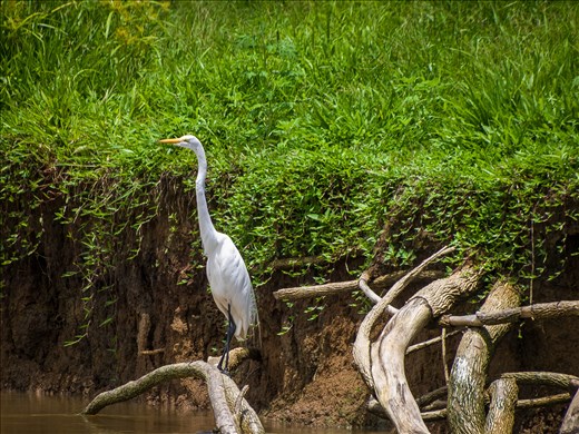 Cano Negro Wildlife Refuge