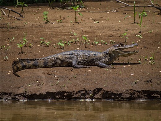 Cano Negro Wildlife Refuge