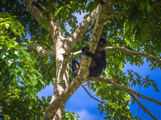 Cano Negro Wildlife Refuge