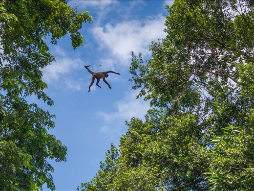 Cano Negro Wildlife Refuge